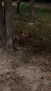 ⭐️Какая она красотка, какая она живая, бегала со мной в темноте играя...