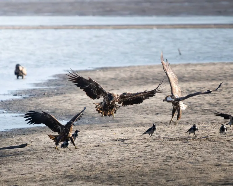 Тройка удалая 🦅🦅🦅