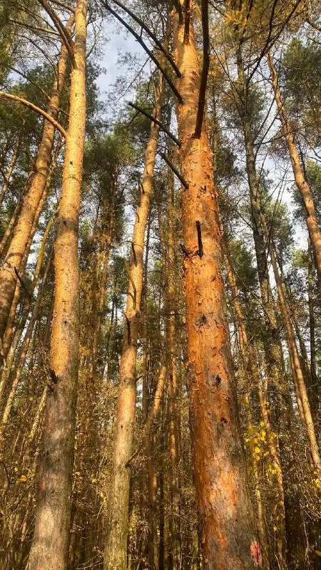 Ни разу не фуд-контент