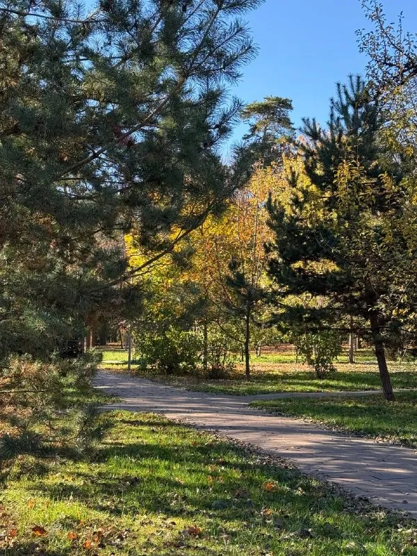 Секретный сосновый парк в Царицыно.