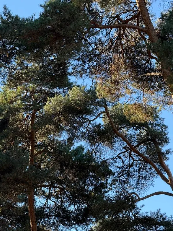 Секретный сосновый парк в Царицыно.