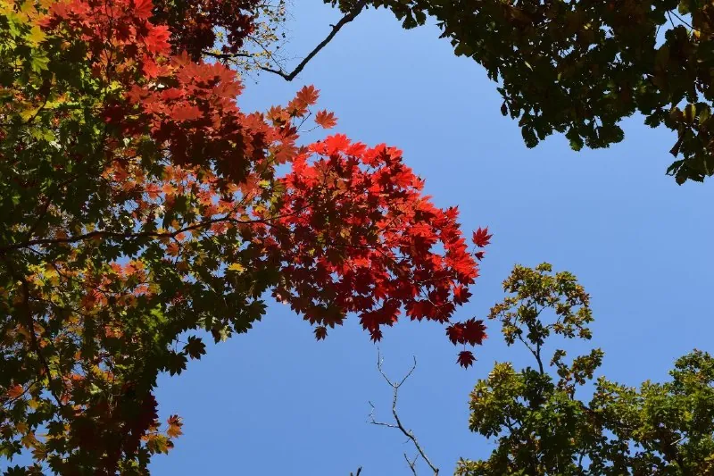 Октябрь на Канале, остров Русский🍁