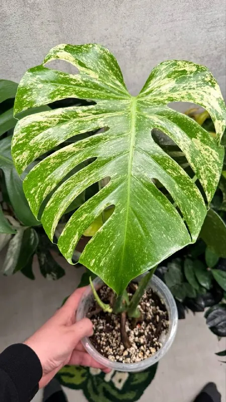 #monsteramonday white monster😋