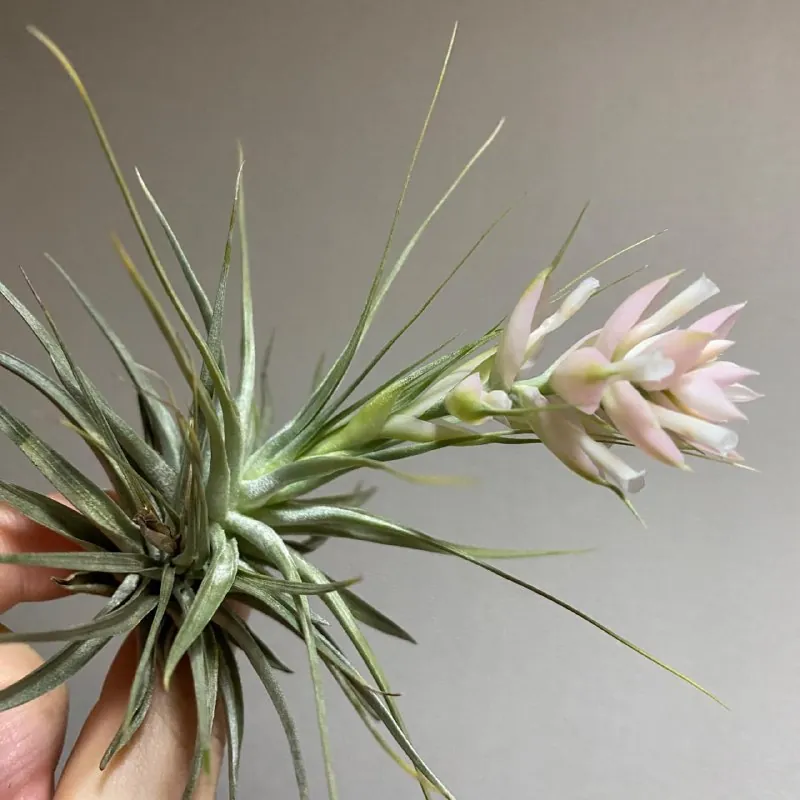 🌸Тилландсия стрикта (Tillandsia stricta) ❤️