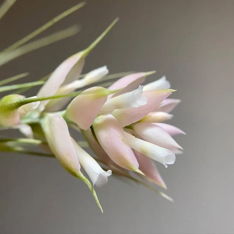🌸Тилландсия стрикта (Tillandsia stricta) ❤️