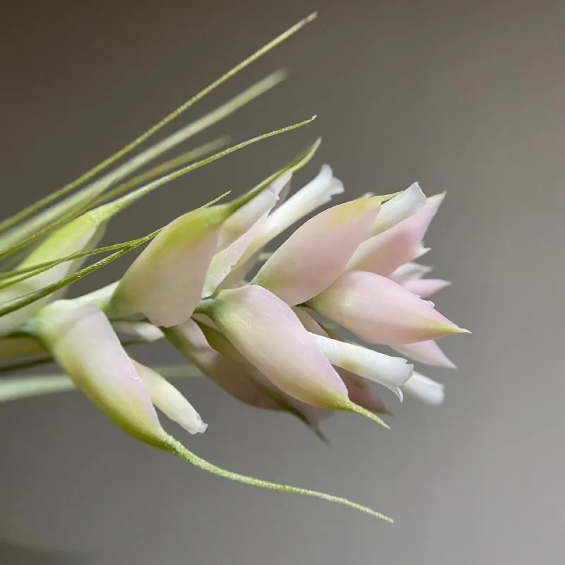 🌸Тилландсия стрикта (Tillandsia stricta) ❤️