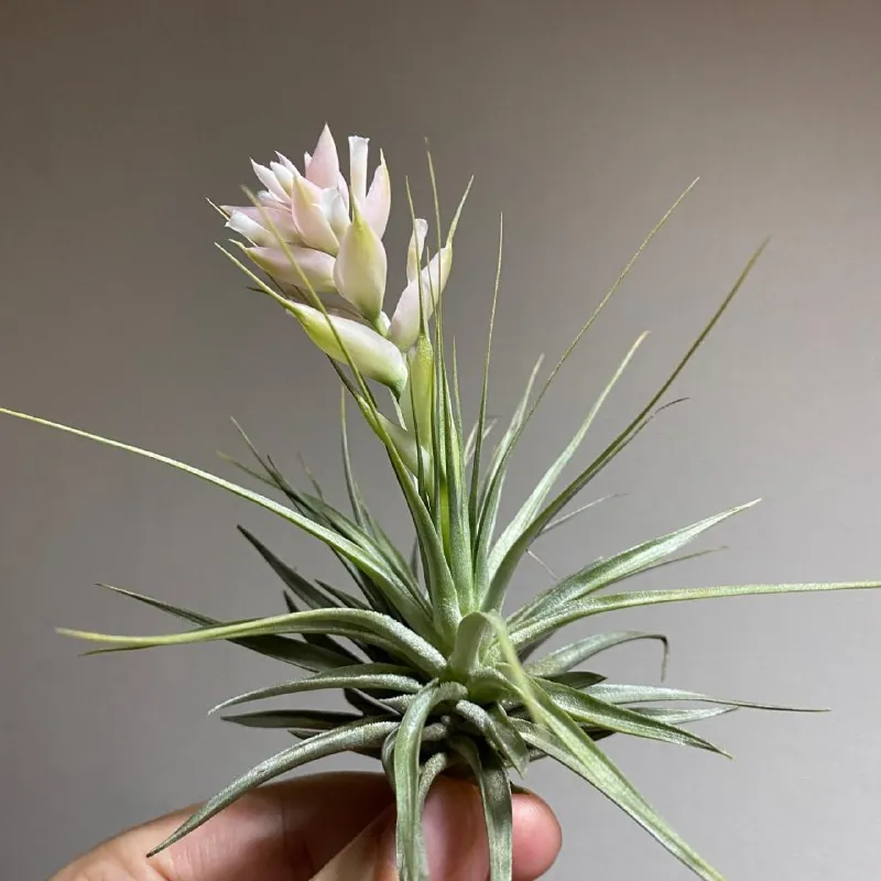 🌸Тилландсия стрикта (Tillandsia stricta) ❤️