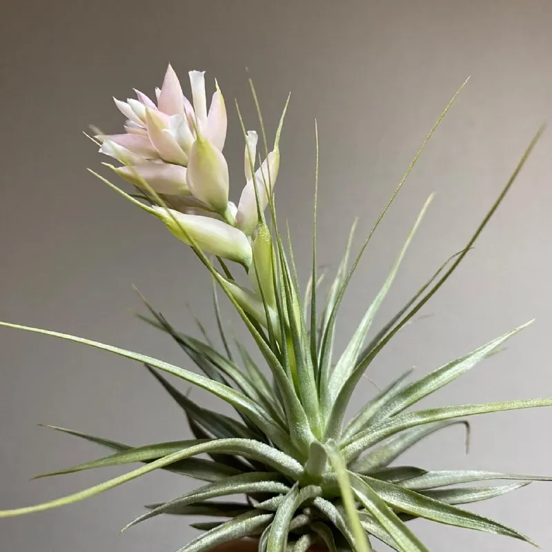 🌸Тилландсия стрикта (Tillandsia stricta) ❤️