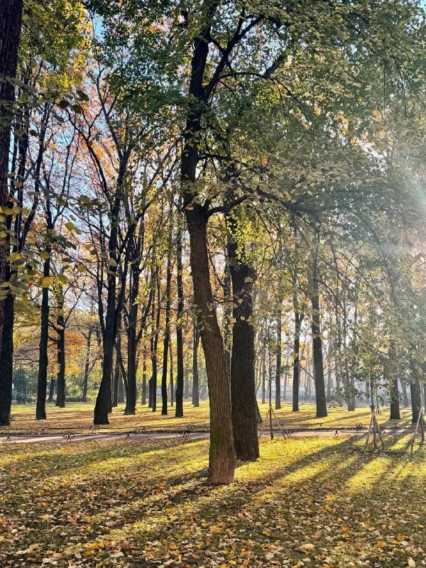 Утренняя дымка, морозный воздух, Питер, осень🍂