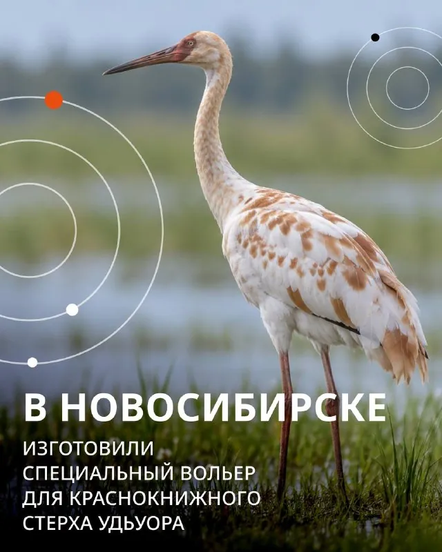 🕊 В Новосибирске изготовили специальный вольер для краснокнижного стерха Удьуора