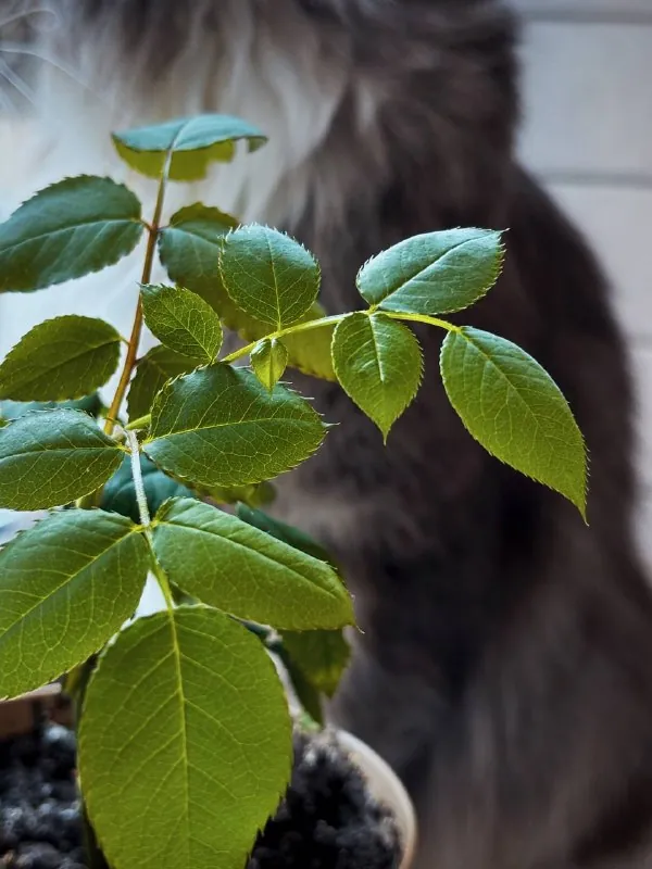 мои воспитанники 🌟🍀🌸 у меня раньше не было растений вообще, так что сейчас я как ребенок радуюсь каждому такому…