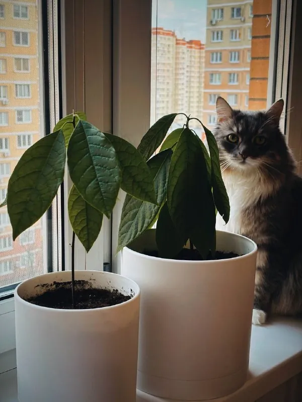 мои воспитанники 🌟🍀🌸 у меня раньше не было растений вообще, так что сейчас я как ребенок радуюсь каждому такому…