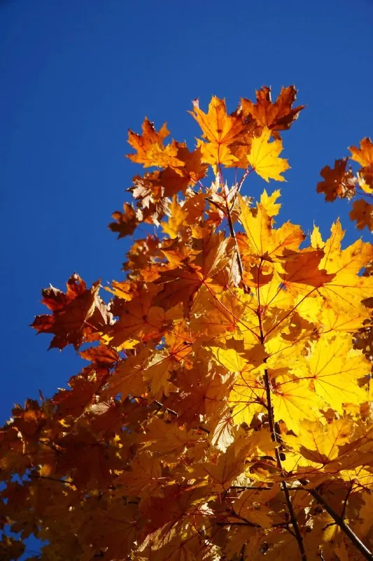 🍂 Фото для поднятия осеннего настроения