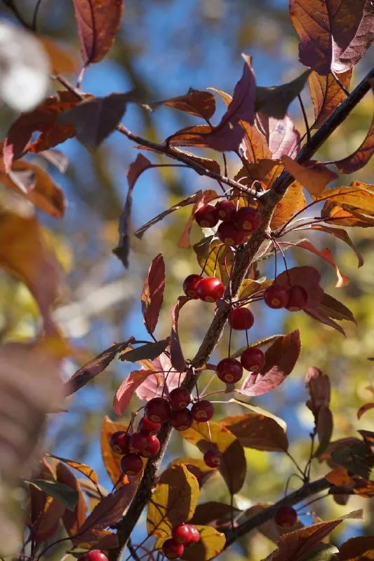 🍂 Фото для поднятия осеннего настроения