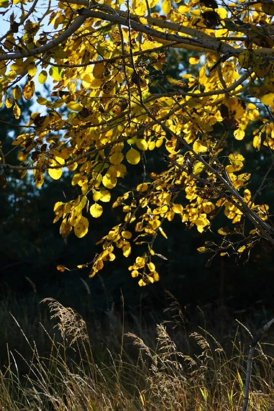 🍂 Фото для поднятия осеннего настроения