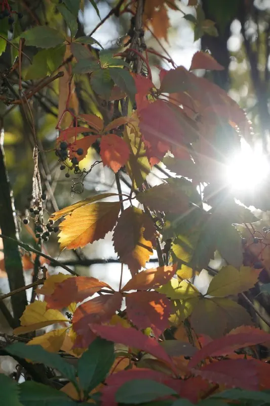 🍂 Фото для поднятия осеннего настроения