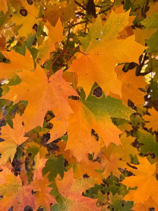 🍂 Фото для поднятия осеннего настроения