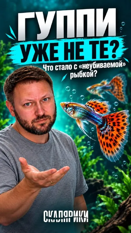 Два лагеря: «Гуппи уже не те» и «Отличная рыбка, до сих пор мальков раздаю».