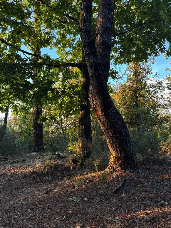 то были выходные, то было в лесу 🤍🌳
