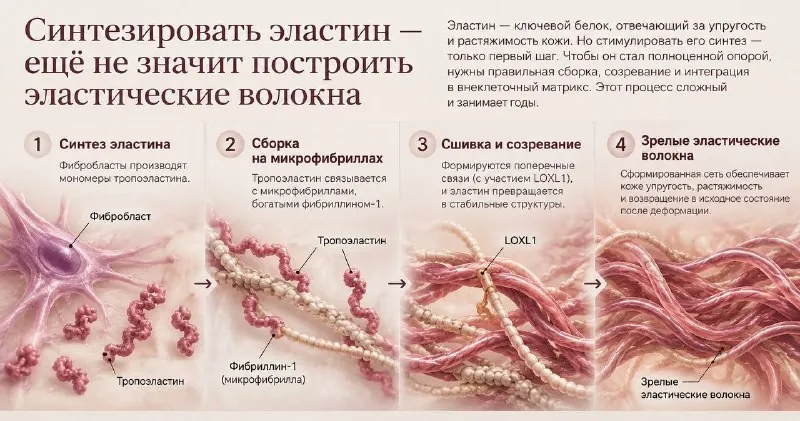SPHINOX® Vively — новый сфинголипид с ретинолоподобным действием