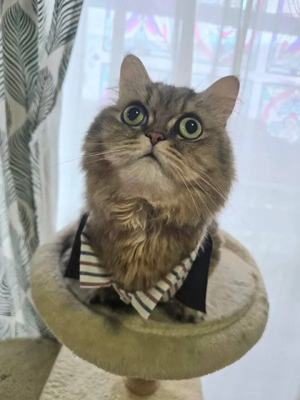 В Зону — только с проверенным напарником 🐾