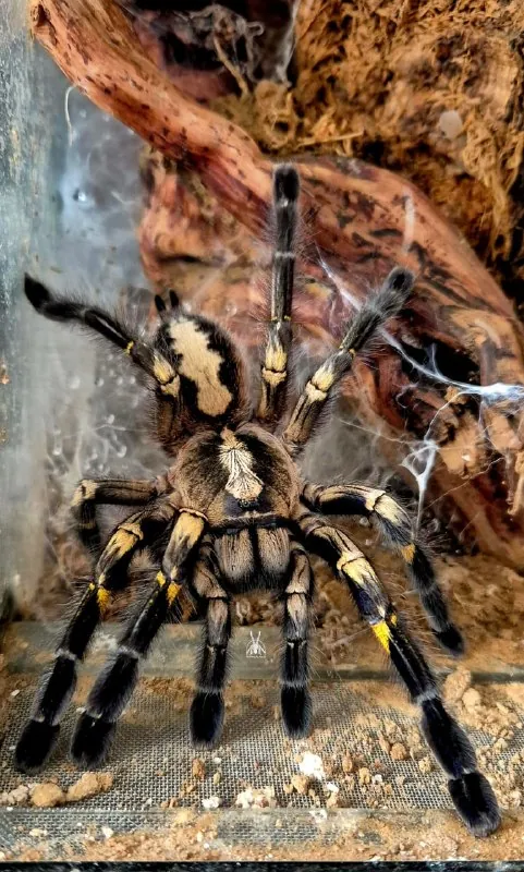 Ещё несколько ракурсов мамаши кокона Poecilotheria metallica Pocock, 1899 из предыдущей публикации.