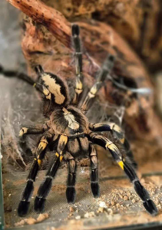 Ещё несколько ракурсов мамаши кокона Poecilotheria metallica Pocock, 1899 из предыдущей публикации.