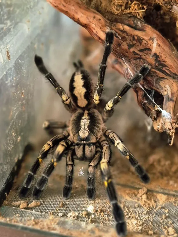 Ещё несколько ракурсов мамаши кокона Poecilotheria metallica Pocock, 1899 из предыдущей публикации.