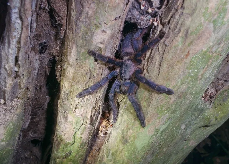 Tapinauchenius plumipes (ex Tapinauchenius violaceus) ♀ (C.