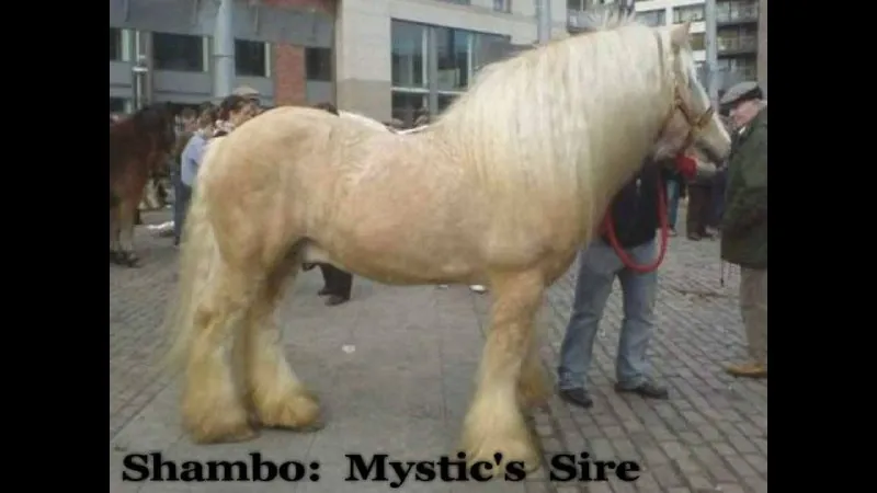 🏛️ИСТОРИИ ПОРОДЫ: "Shambo" или "The Joyce Stallion"