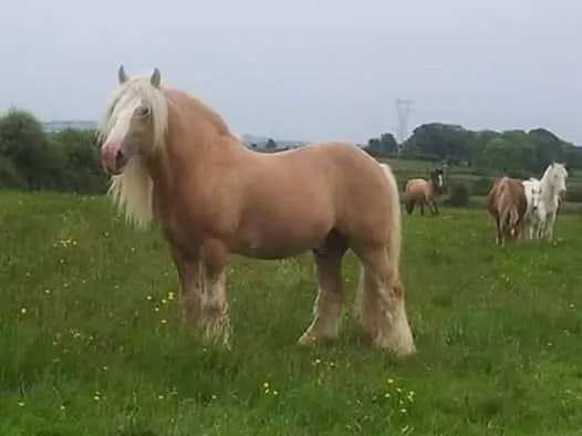 🏛️ИСТОРИИ ПОРОДЫ: "Shambo" или "The Joyce Stallion"