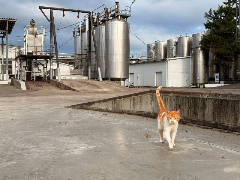 Таманских котиков в воскресную ленту 🐈 Фанагорийский кошамба шлет вам привет 👋