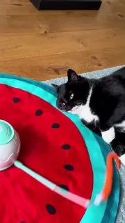 Очень, очень занят!)🐈‍⬛