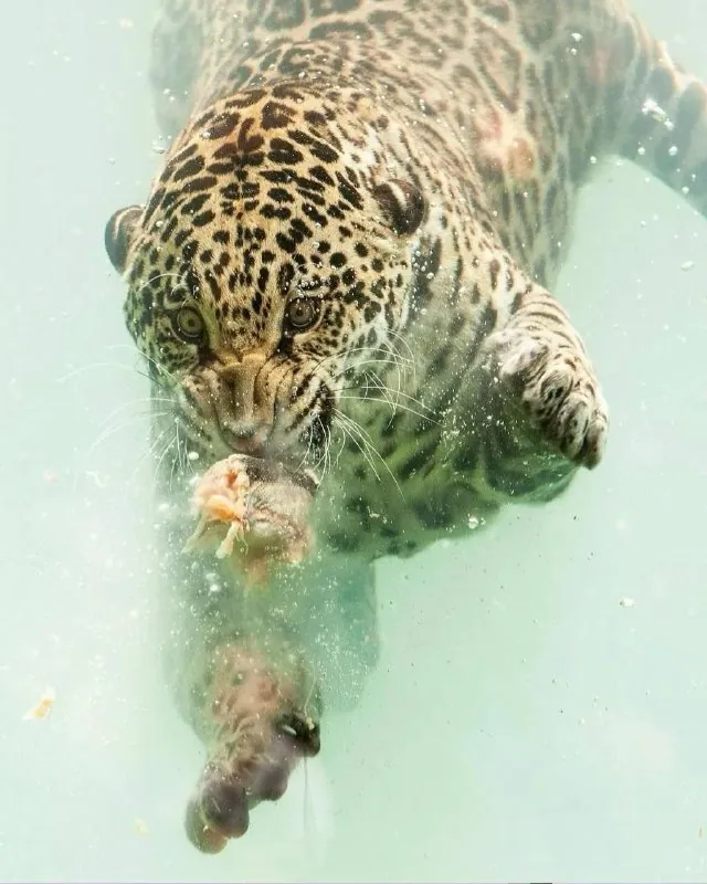 Ягуар охотится под водой 🐆